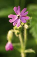 Close-up of a red campion (Silene dioica) with pink flower in front of blurred green foliage in a