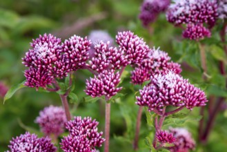 Close-up of bright purple-pink inflorescences of Hemp agrimony (Eupatorium cannabinum) in front of