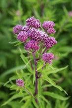 Bright purple-pink inflorescences of Hemp agrimony (Eupatorium cannabinum) in front of blurred