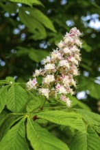 Close-up of an inflorescence of the common horse chestnut (Aesculus hippocastanum) in front of