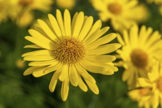 Close-up of the bright yellow flower of an arnica (Arnica), in the background other blurred