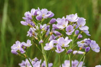Pink-purple inflorescences of meadow foamwort (Cardamine pratensis) in front of blurred green