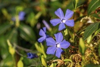 Close-up of Lesser periwinkle (Vinca minor) with blue-violet flowers on a moss-covered forest floor