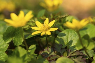 Close-up of lesser celandine (Ficaria verna) with yellow flowers in spring, Germany
