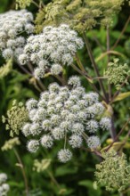Angelica sylvestris (Angelica sylvestris) with white inflorescence, Germany