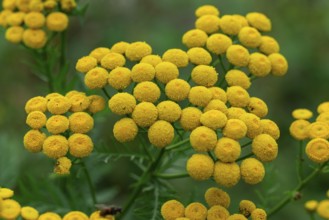 Close-up of yellow flowering tansy (Tanacetum vulgare L.) in front of blurred green foliage,