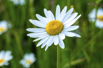 Close-up of the white-yellow inflorescence of a meadow daisy (Leucanthemum vulgare) in front of