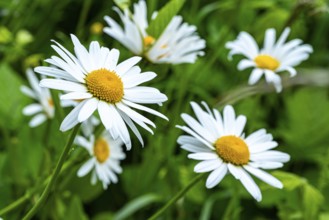 Close-up view of a group of rough meadow daisies (Leucanthemum vulgare) with white-yellow
