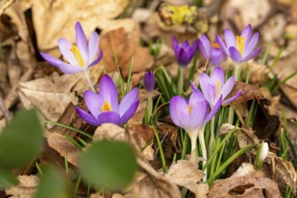 Close-up of the purple flowers of a group of spring crocuses (Crocus vernus) among dry foliage in