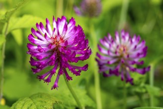 Close-up of the pink inflorescence of meadow clover or red clover (Trifolium pratense), spring,