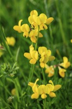 Bird's-foot Trefoil (Lotus corniculatus) with yellow flowers in front of blurred green foliage,