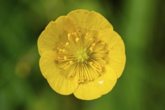 Frontal close-up of the yellow flower of a buttercup or buttercup buttercup (Ranunculus acris) in