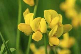 Close-up of the yellow flowers of Bird's-foot Trefoil (Lotus corniculatus) in front of blurred