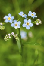 Close-up of the blue flowers of a forget-me-not (Myosotis), moistened with water droplets, in front