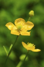 Close-up of the yellow flower of a buttercup or buttercup buttercup (Ranunculus acris) moistened