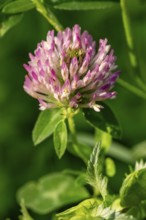 Close-up of the pink inflorescence of meadow clover or red clover (Trifolium pratense), spring,