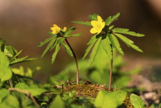 Close-up of two Yellow Anemone (Anemone ranunculoides) in the sunlight on the ground of a forest in