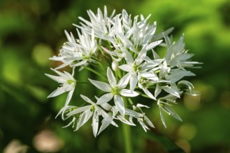 Close-up of white blooming wild garlic in front of green, blurred leaves in the forest, spring,