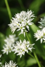 Close-up of white blooming wild garlic in front of green, blurred leaves in the forest, spring,
