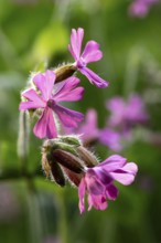 Close-up of red campions (Silene dioica) with pink flowers in front of blurred green foliage in a