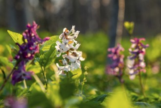 Hollow larkspur (Corydalis cava) with white and purple flowers in atmospheric light in a forest in