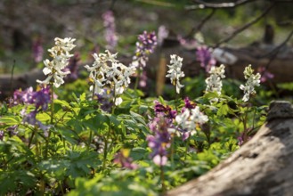 Hollow larkspur (Corydalis cava) with white and purple flowers in atmospheric light in a forest in