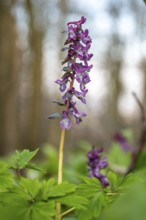 Close-up of Hollow larkspur (Corydalis cava) with purple flowers in a forest in spring, Lower