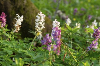 Hollow larkspur (Corydalis cava) with white and purple flowers in a forest in spring, Lower Saxony,