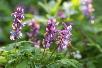 Close-up of Hollow larkspur (Corydalis cava) with purple flowers in atmospheric light in a forest