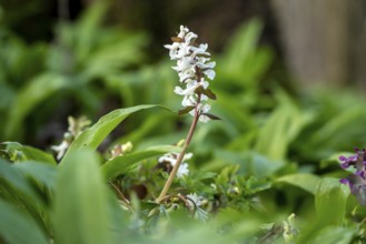 Hollow larkspur (Corydalis cava) with white flowers in atmospheric light in a forest in spring,