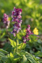 Close-up of Hollow larkspur (Corydalis cava) with purple flowers in atmospheric light in a forest