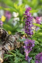 Close-up of Hollow larkspur (Corydalis cava) purple flowers in a forest in spring, Lower Saxony,