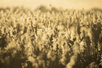 Reed field Reed reeds in the warm light of sunset with golden atmosphere, Lembruch, Lower Saxony,