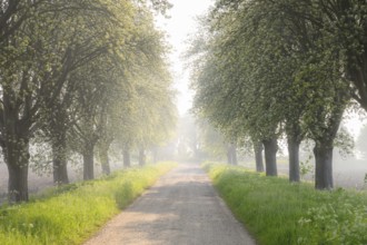 A misty morning path lined with trees, soft light creates a calm and peaceful atmosphere Mulberry