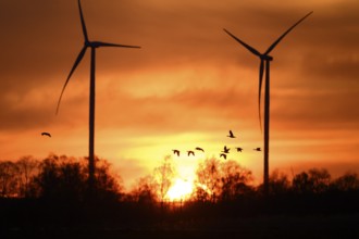 Wind turbines and flying birds geese in front of an orange sunset, silhouettes of wind turbines in