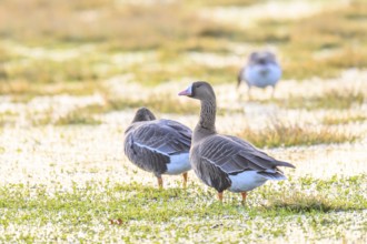 Two white-fronted geese (Anser albifrons) on a grassy, flooded meadow, Dümmer nature park Park,