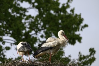 Two storks White storks (Ciconia ciconia) on a nest in front of a green foliage background under a