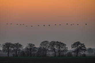 A line of cranes (Grus grus) flies over trees at dusk, Dümmer nature park Park, Lower Saxony,