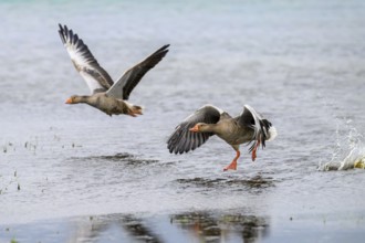 Two grey geese (Anser anser) start their flight just above the water surface, Dümmer nature park