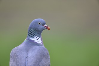 Close-up of a wood pigeon (Columba palumbus) against a blurred background, Dümmer nature park Park,