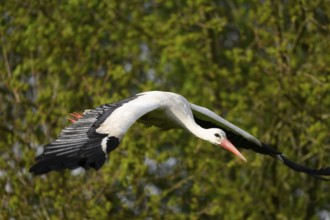 Stork White stork (Ciconia ciconia) in flight over a wooded landscape with outstretched wings,