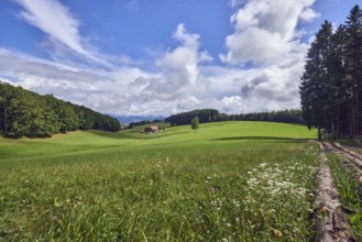 Landscape, landscape photography, hills, coniferous forest, meadow, blue sky, cumulus clouds,