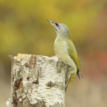 Grey-headed woodpecker (Picus canus), male sitting on a tree stump at the edge of the forest,