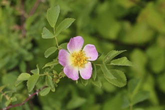 Dog rose (Rosa canina), wild rose, rose hip, blossom, Wilnsdorf, North Rhine-Westphalia, Germany