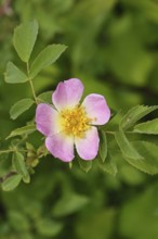 Dog rose (Rosa canina), wild rose, rose hip, blossom, Wilnsdorf, North Rhine-Westphalia, Germany
