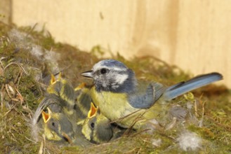 Blue tit (Cyanistes caeruleus) feeding the young in the nest, Wilnsdorf, North Rhine-Westphalia,