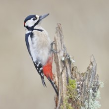 Great spotted woodpecker (Dendrocopos major), male, foraging on a tree stump overgrown with moss