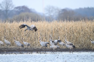 Cranes at the water (grus grus), one flies over the rest in the background withered mouse, Dümmer