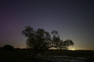Northern lights aurora borealis over an old pasture on the Hunte dyke, Dümmerniederung nature park