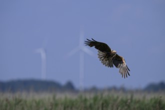 Marsh harrier (Circus aeruginosus) adult female in the air with outstretched wings against a light
